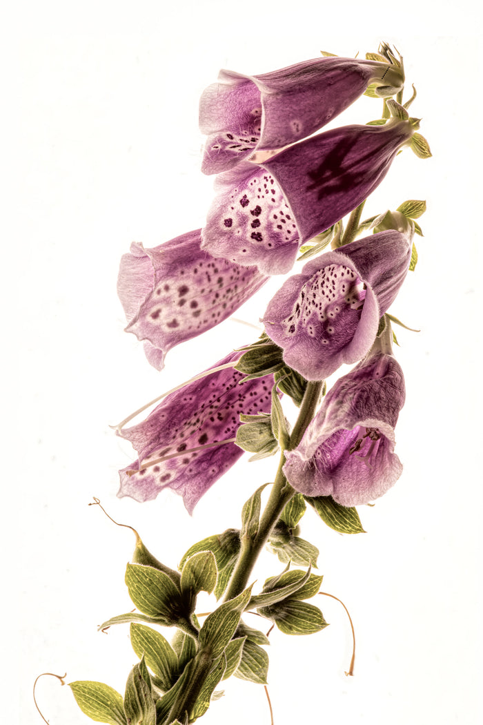 Foxglove 1