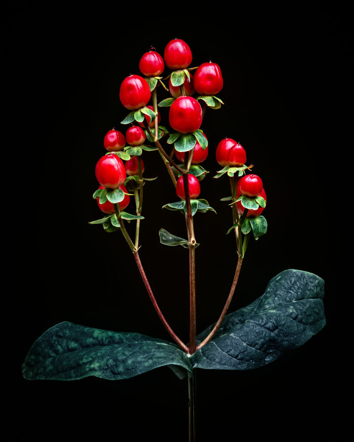 Hypericum 1