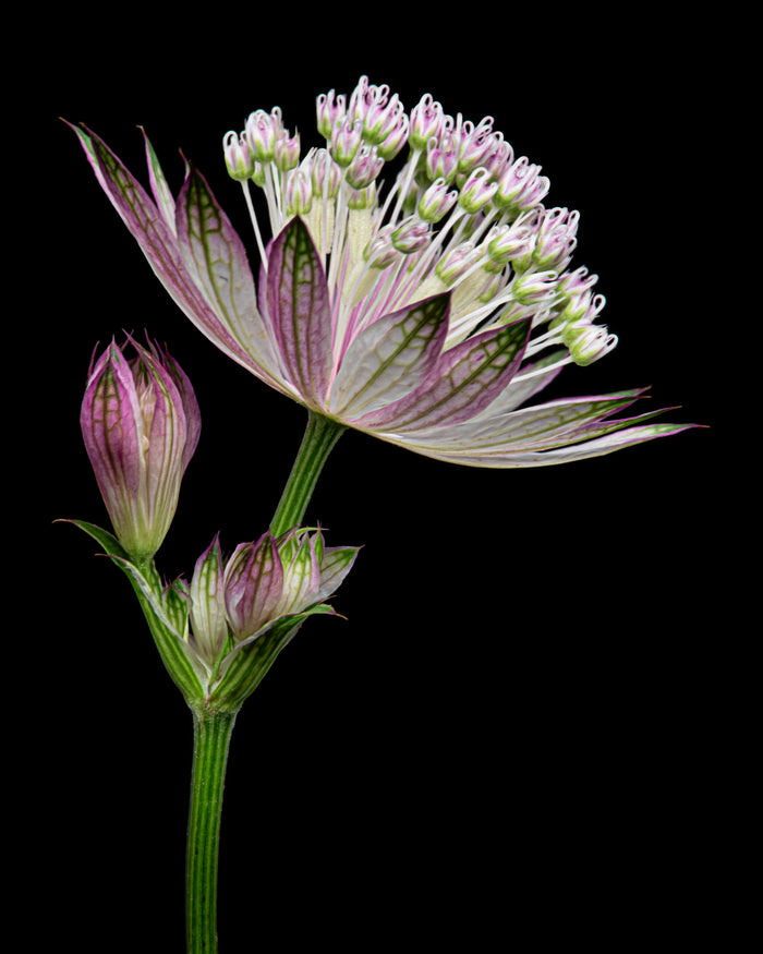 Masterwort 2