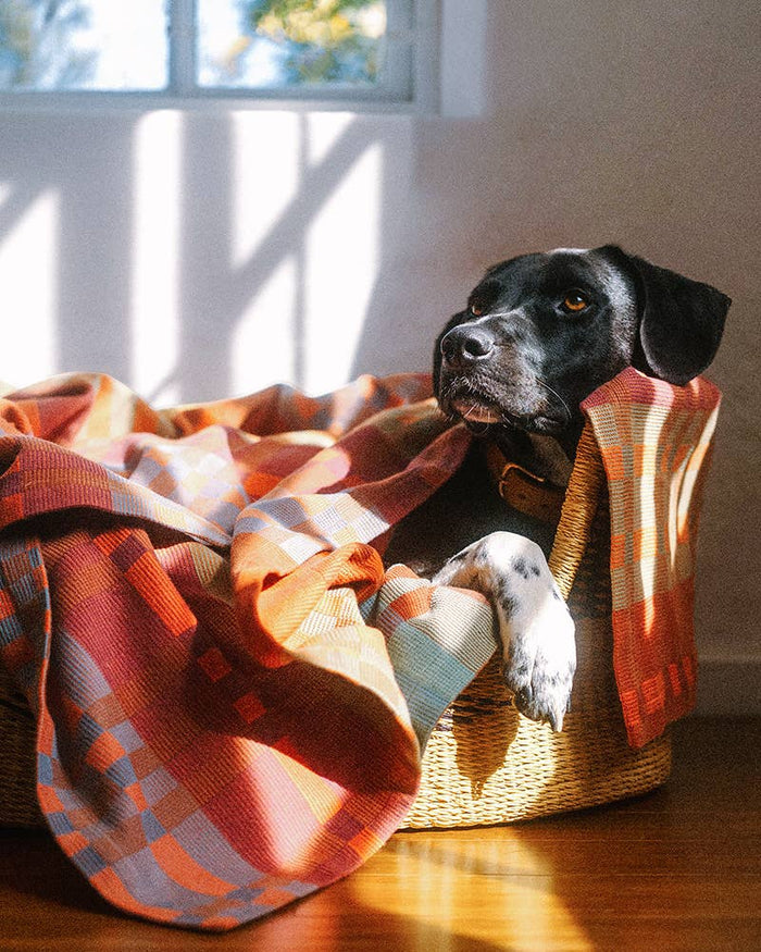 Dog lying in a basket with a plaid blanket in a sunlit room