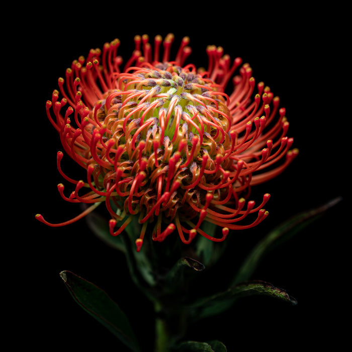 Pincushion 5
