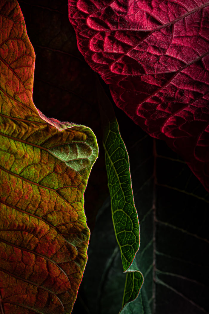 Poinsettia 2