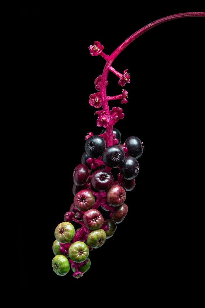 Pokeweed 3