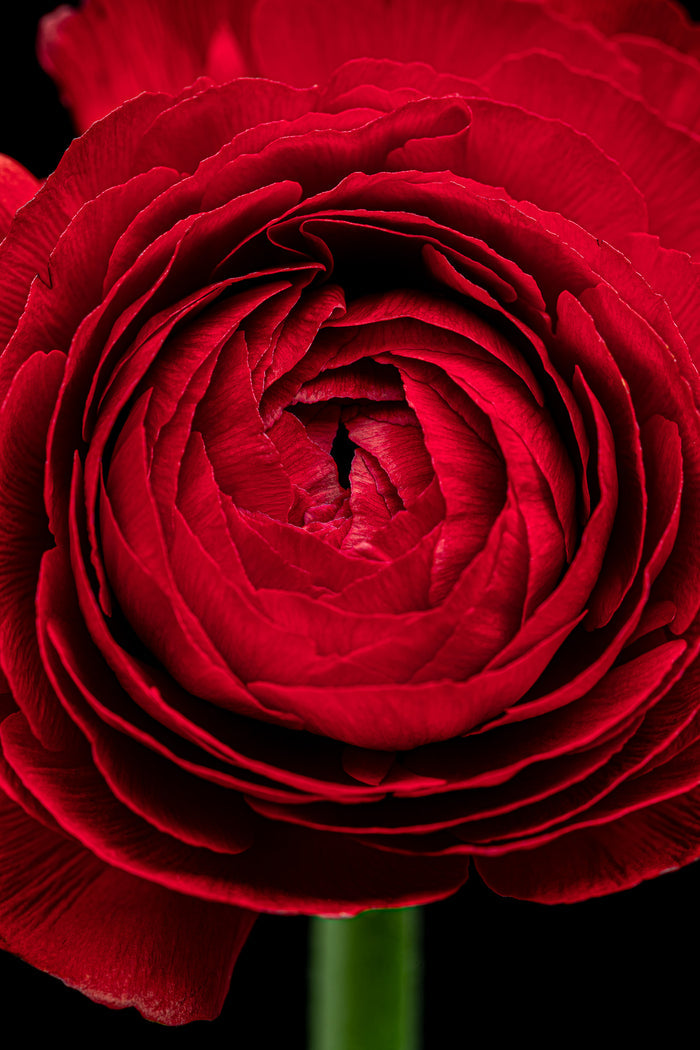 Ranunculus 3