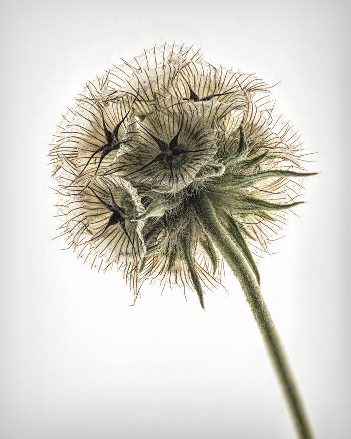 Starflower 1