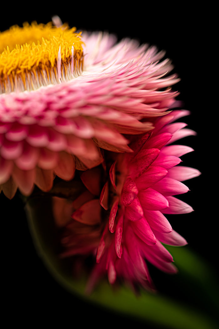 Strawflower 1