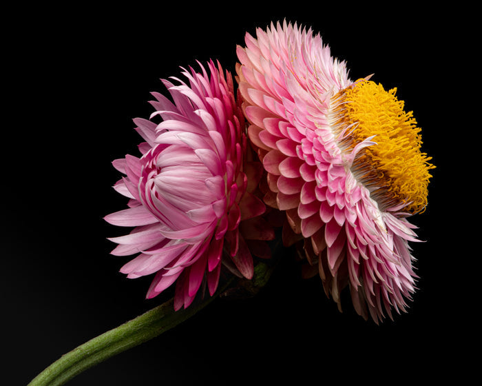 Strawflower 4