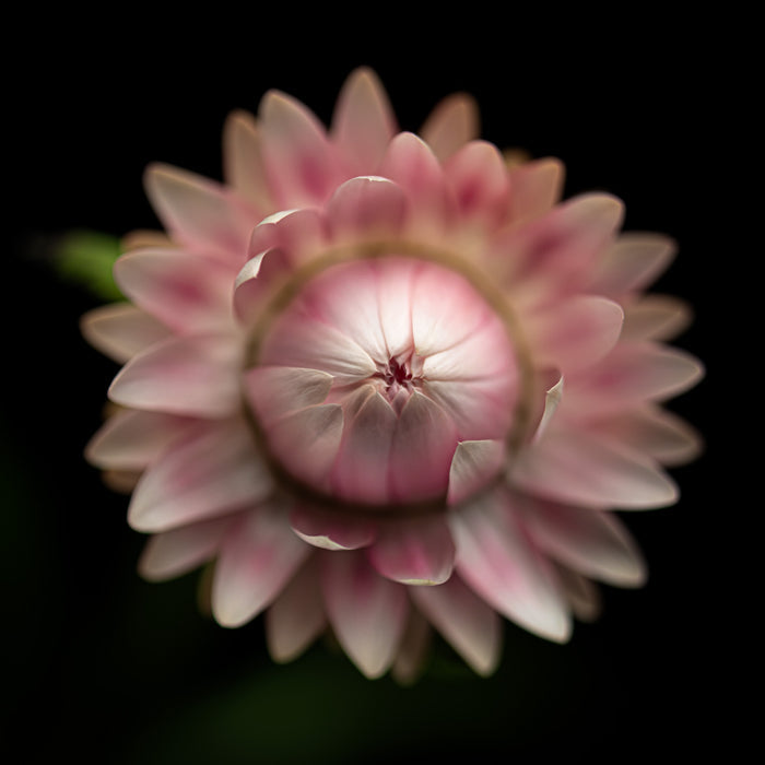 Strawflower 9