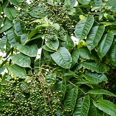 Tingly Mắc Khén Pepper Single Origin & Seasoning