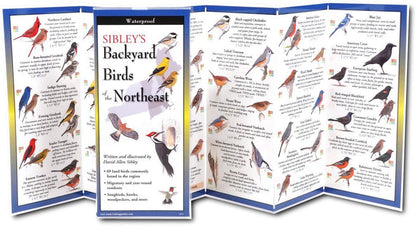 Backyard Birds of the Northeast: A Folding Pocket Guide to Identification