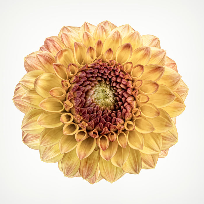 Dahlia 22
