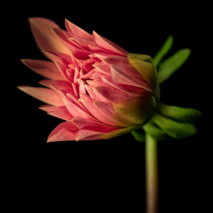 Dahlia 25