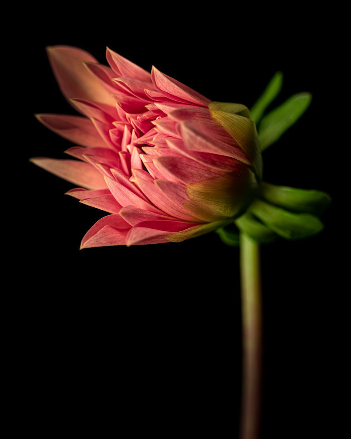 Dahlia 25