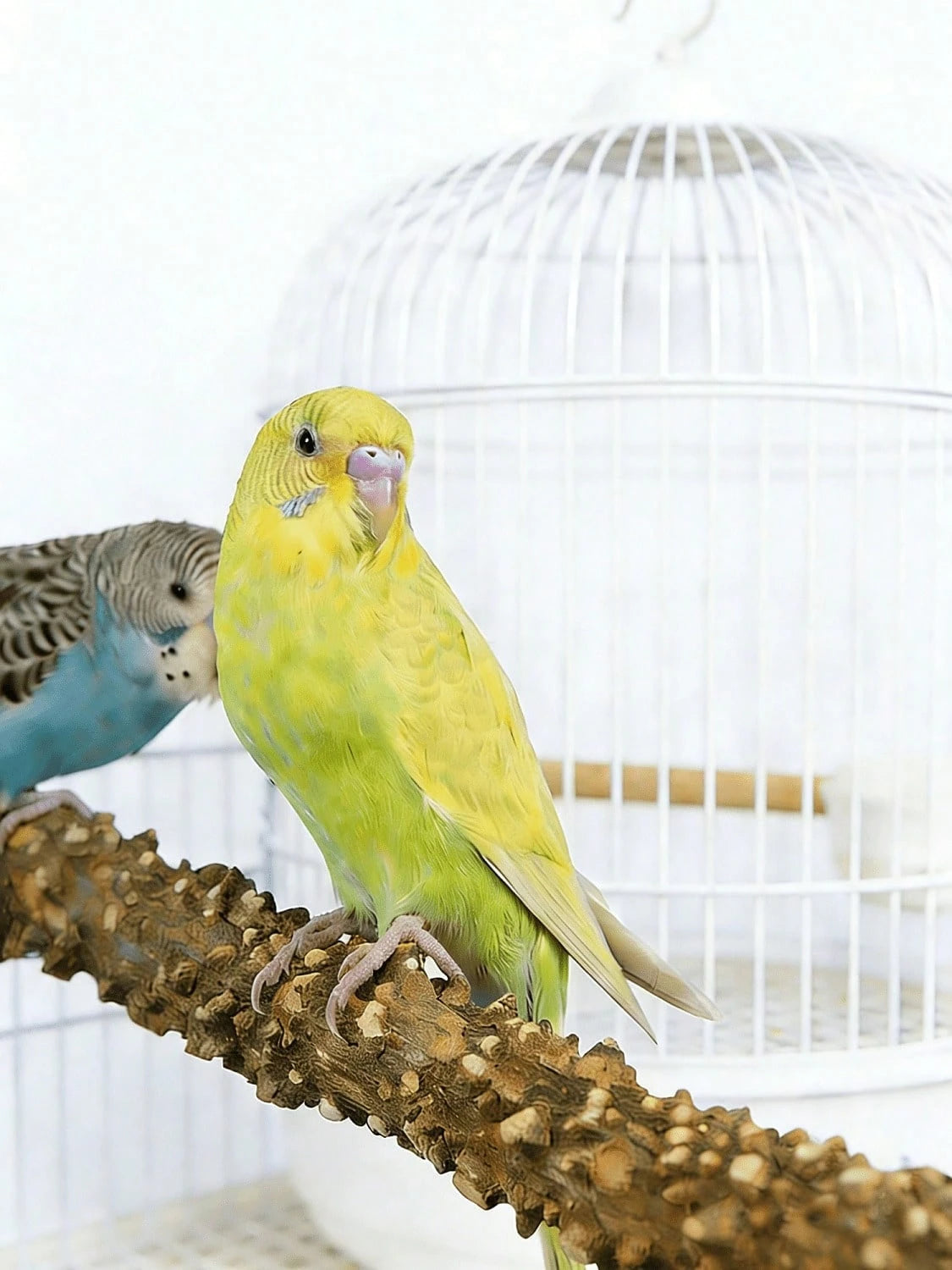 Durable Bird Perch, Natural Wood Texture, Combines Claw Trimming, Play & Fitness And Cage Platform, Easy Clip Installation, Suitable For Budgies, Cockatiels, Lovebirds