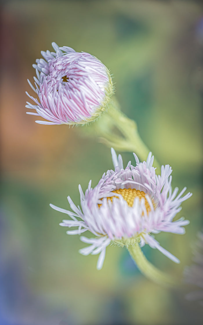 Fleabane 2