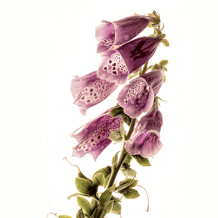 Foxglove 1