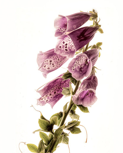Foxglove 1