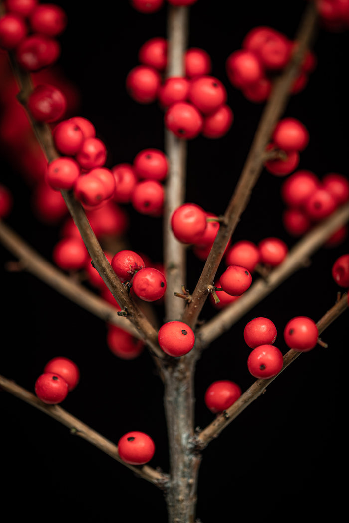 Ilex berries 3