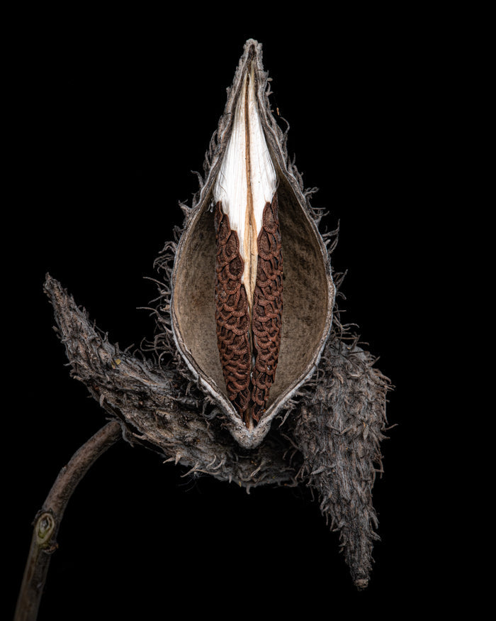 Milkweed 10