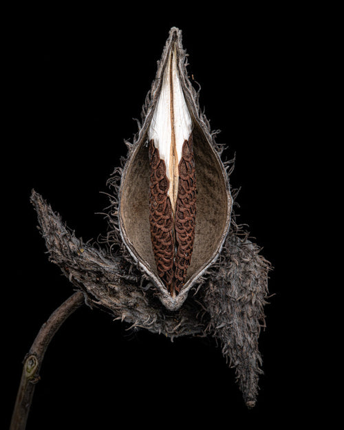 Milkweed 10