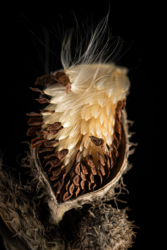 Milkweed 11