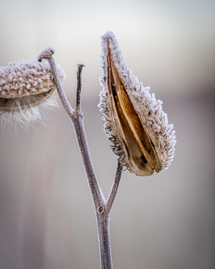 Milkweed 5