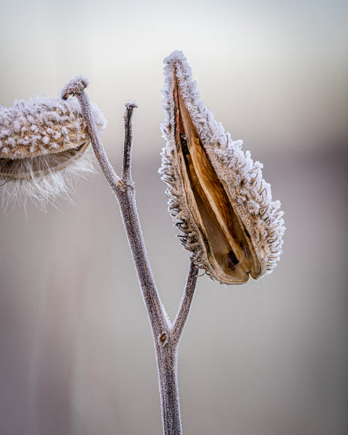 Milkweed 5