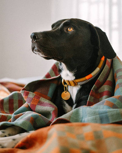 Black dog with a colorful collar wrapped in a plaid blanket
