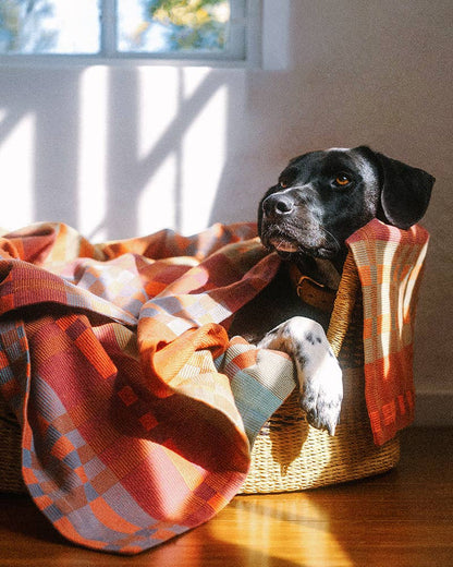 Dog lying in a basket with a plaid blanket in a sunlit room