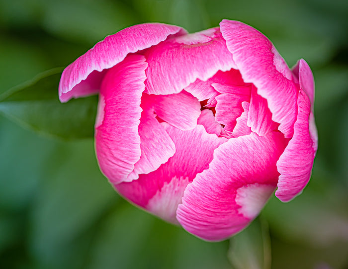 Peony 2