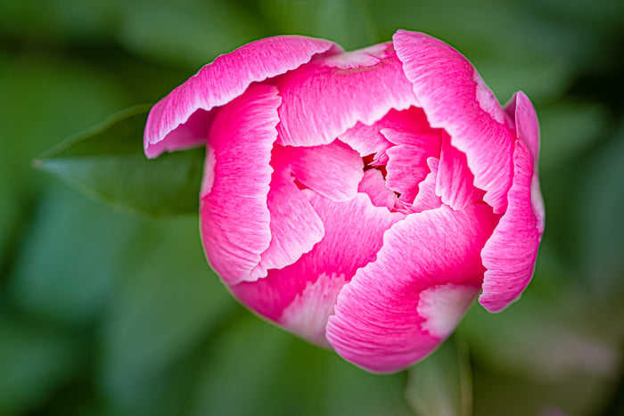Peony 2
