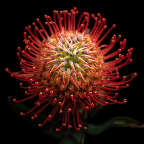 Pincushion 6