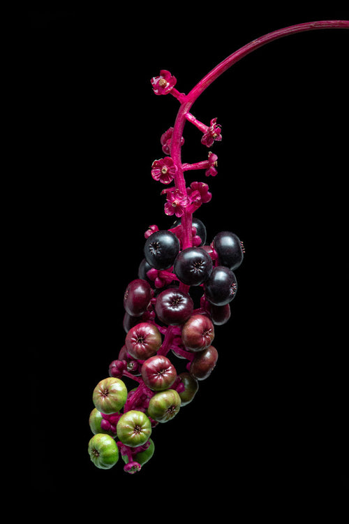 Pokeweed 3
