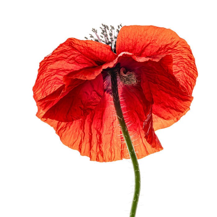 Poppy 2