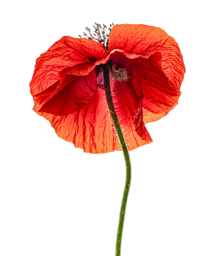 Poppy 2