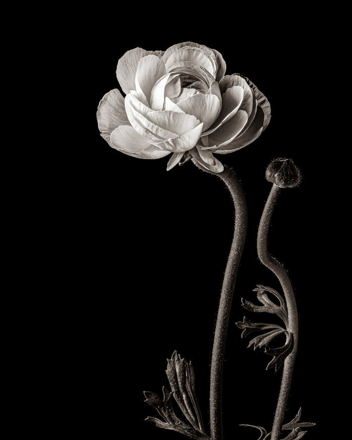 Ranunculus 1