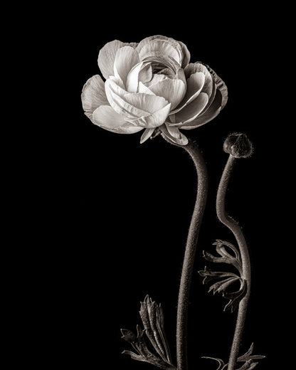 Ranunculus 1