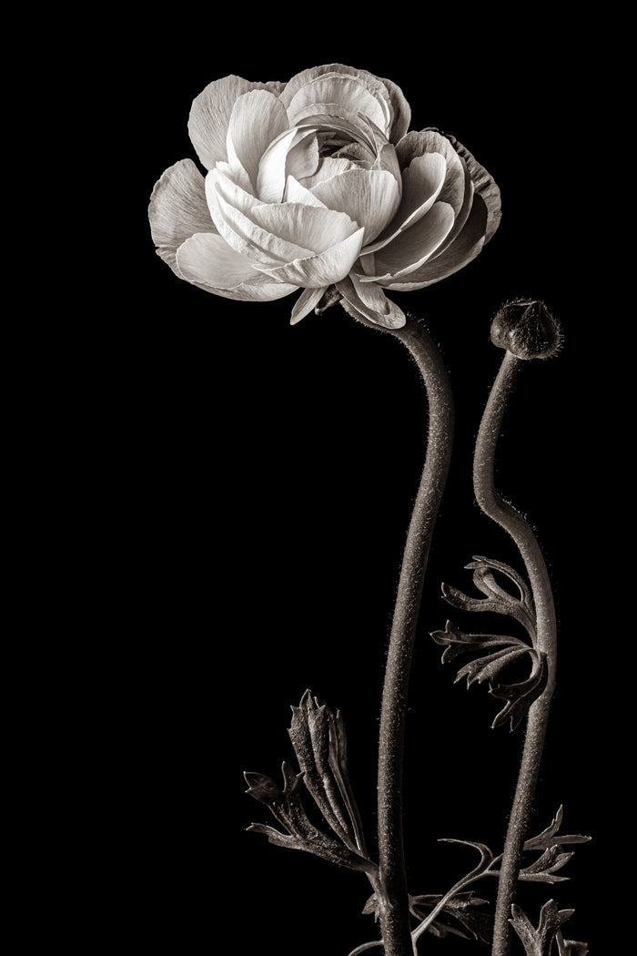 Ranunculus 1