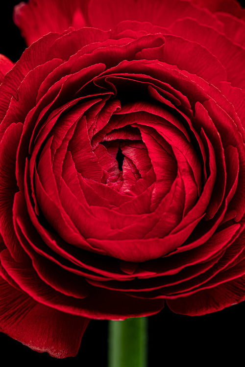 Ranunculus 3