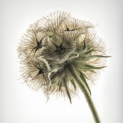 Starflower 1