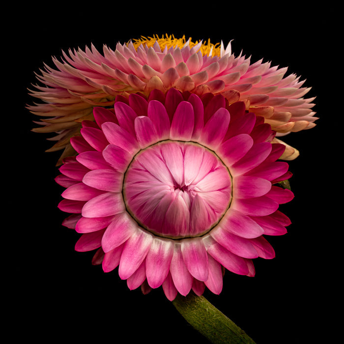 Strawflower 3