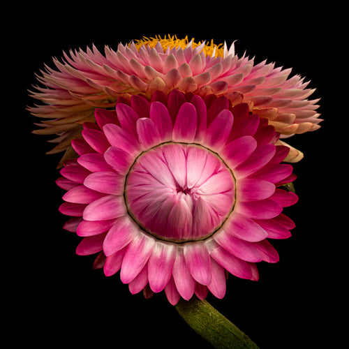 Strawflower 3