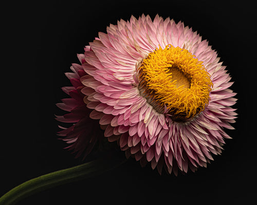 Strawflower 5