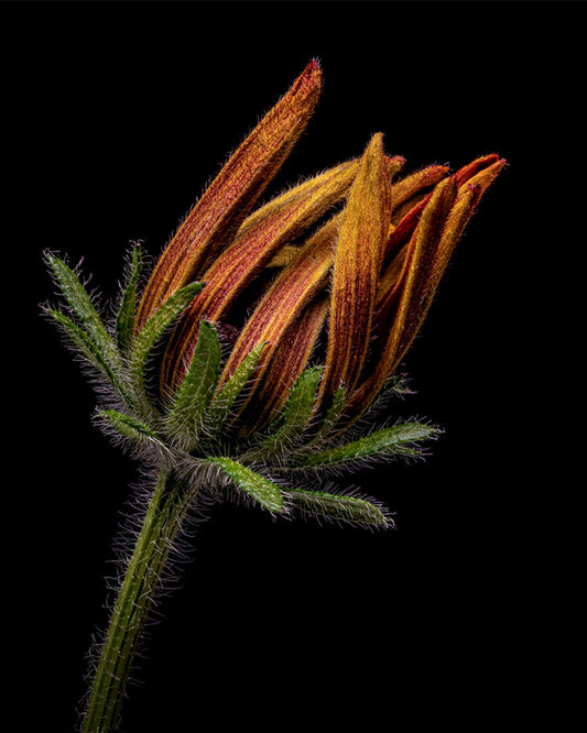 Yellow Coneflower 4